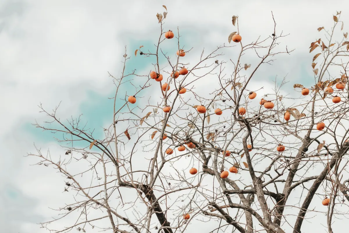 Autumn Garden Care for Fruit Trees: Preparing for Next Year's Crop